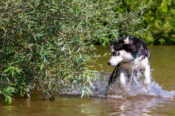 Naklejka na ściany i meble Siberian Husky with blue eyes bathing in the river. Breed dog. dog games.