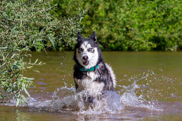 Siberian Husky with blue eyes bathing in the river. Breed dog. dog games.