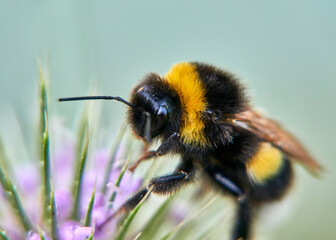 Giant Bumblebee