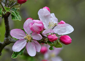 Obraz premium Apfelblüte 1