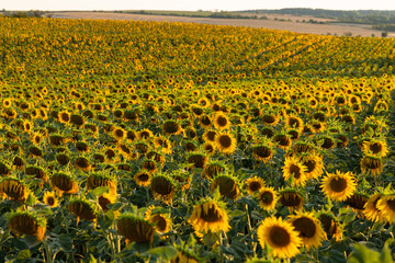 Obraz premium agricultural sunflower field in summer