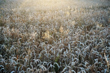 Goldgelbes Weizenfeld bei Sonne am Abend im Sommer