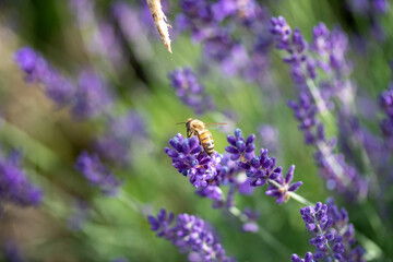 Lavendel mit Biene