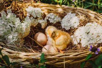 newborn chick with chicken eggs in hay in a wicker basket
