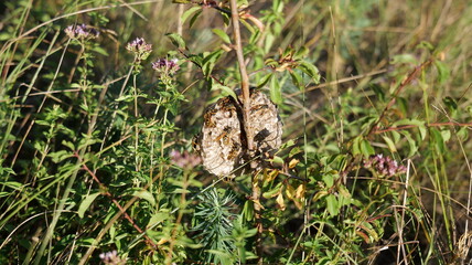  Wasp Hive small 