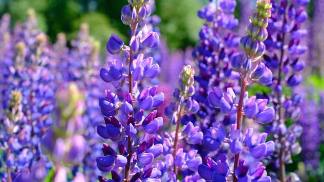 A beautiful natural background for your projects in banner format with a field of lupine flowers on a clear summer day