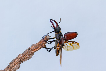 European stag beetle - Lucanus cervus is widespread across Europe. Male specimen on a branch, in...