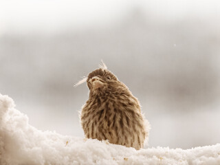 Juvenile house finch with feather tufts on head, sitting in snow