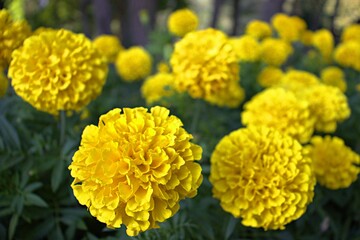 yellow flowers in the garden