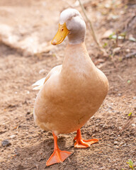 sleeping farm duck 