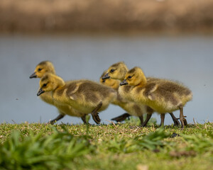 baby geese