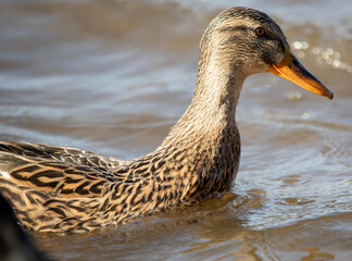 mallard hen 