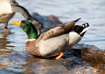 duck behavior mallard 