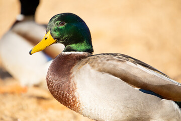 Obraz premium mallard drake 