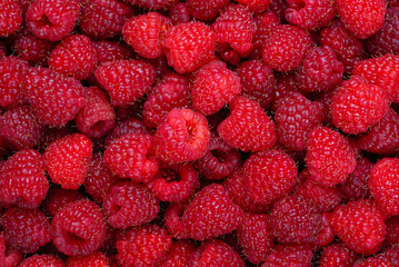 Raspberry background. Fresh red berries. Raspberry fruits horizontal background