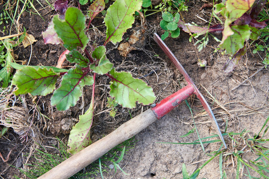 Hoe with a wooden handle on the ground in garden plants. Manual tillage and preparation of soil for plant growing. Garden tool for working in the vegetable garden