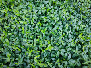 Green leaves background. Plant wall background. 