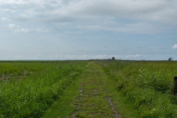 Obraz premium summer sea veiw with grass
