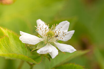 close up of white flower