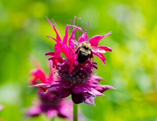 Bee on flower 