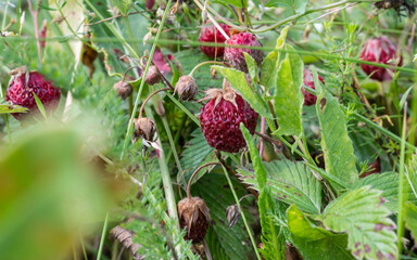 forest stawberry