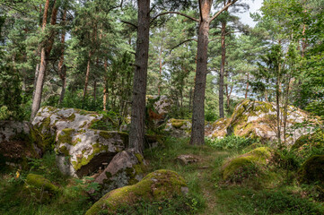 rocks on the forest