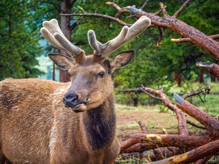 Bull elk in velvet, chewing grass, Rocky Mountain National Park, Colorado 