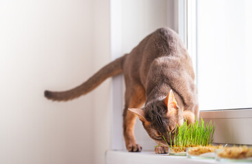 Cute Abyssinian blue cat eats grass for the stomach health of pets on the windowsill. Conceptual...