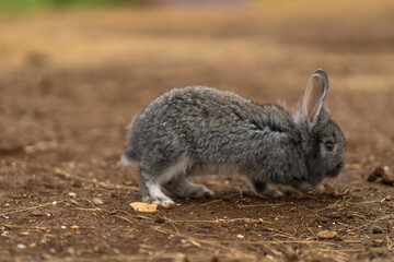 Rabbit light cute background fluffy small pet nature grey animal, from farm brown for little and summer field, grass funny. Wildlife meadow three,