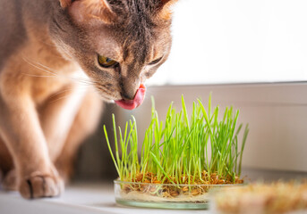 The Abyssinian blue beige cat licks grass for the health of pets on the windowsill. Conceptual...