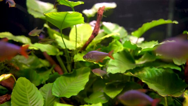 Hyphessobrycon columbianus aka Colombian tetra or blue-red Colombian tetra is a species of Tropical freshwater fish of the characin family swimming still around many similar fish, a lonely fish in sea