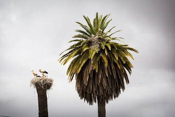 A Crane bird sitting in its nest on an old chimney and palm tree in the historic old town of Lagos in the Algarve region of Portugal