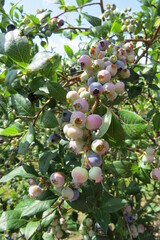 blueberries growing on bush