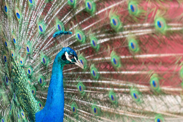 Fototapeta premium Portrait of a common peacock (pavo cristatus) fanning out it's tail feathers