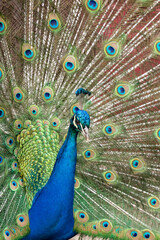 Obraz premium Portrait of a common peacock (pavo cristatus) fanning out it's tail feathers