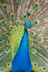 Obraz premium Portrait of a common peacock (pavo cristatus) fanning out it's tail feathers