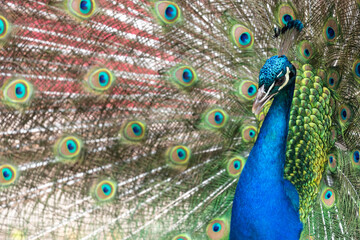 Fototapeta na wymiar Portrait of a common peacock (pavo cristatus) fanning out it's tail feathers