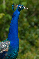 Obraz premium Common peacock (pavo cristatus)