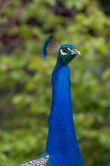 Fototapeta premium Head shot of a common peacock (pavo cristatus)
