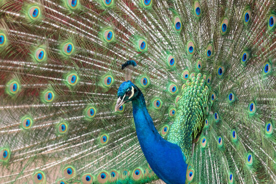 Portrait of a common peacock (pavo cristatus) fanning out it's tail feathers