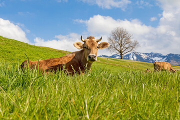 Kuh - Allgäu - Hörner - Braunvieh - Frühling