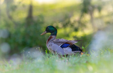 Artistic Wildlife Photography of Male Mallard Duck