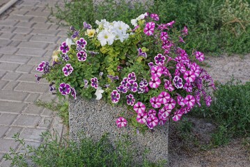 one square gray concrete flowerpot with purple white flowers stands on the ground a sidewalk on the street