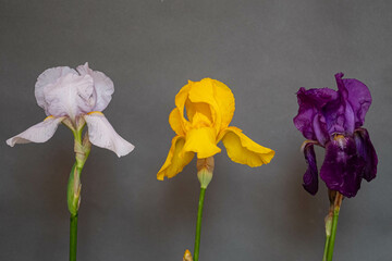 multicolored irises on a gray background. Moody flora.