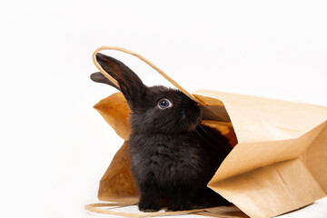 One little black rabbit sit and hiding in craft paper package isolated on white studio background. Hare is a symbol of 2023 year by the eastern calendar. Shopping in pet store. Discount concept. Card - Powered by Adobe
