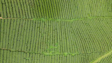 Mountain village Mae Salong in Thailand