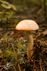 Mushroom