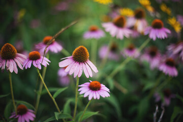 Flowers on a field. Summer nature. Wild flowers of purple daisies, bloomed in the field.