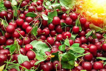Cherry background