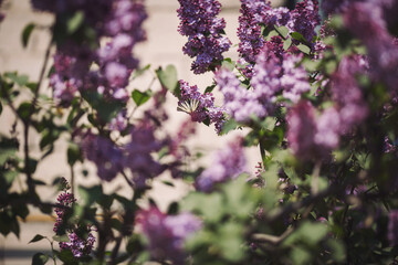 beautiful lilac flowers branch on a green background, natural spring background, soft selective focus.